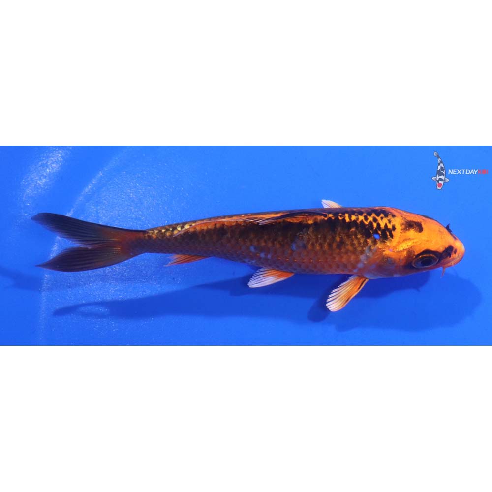 4.5” Imported Orenji Matsuba