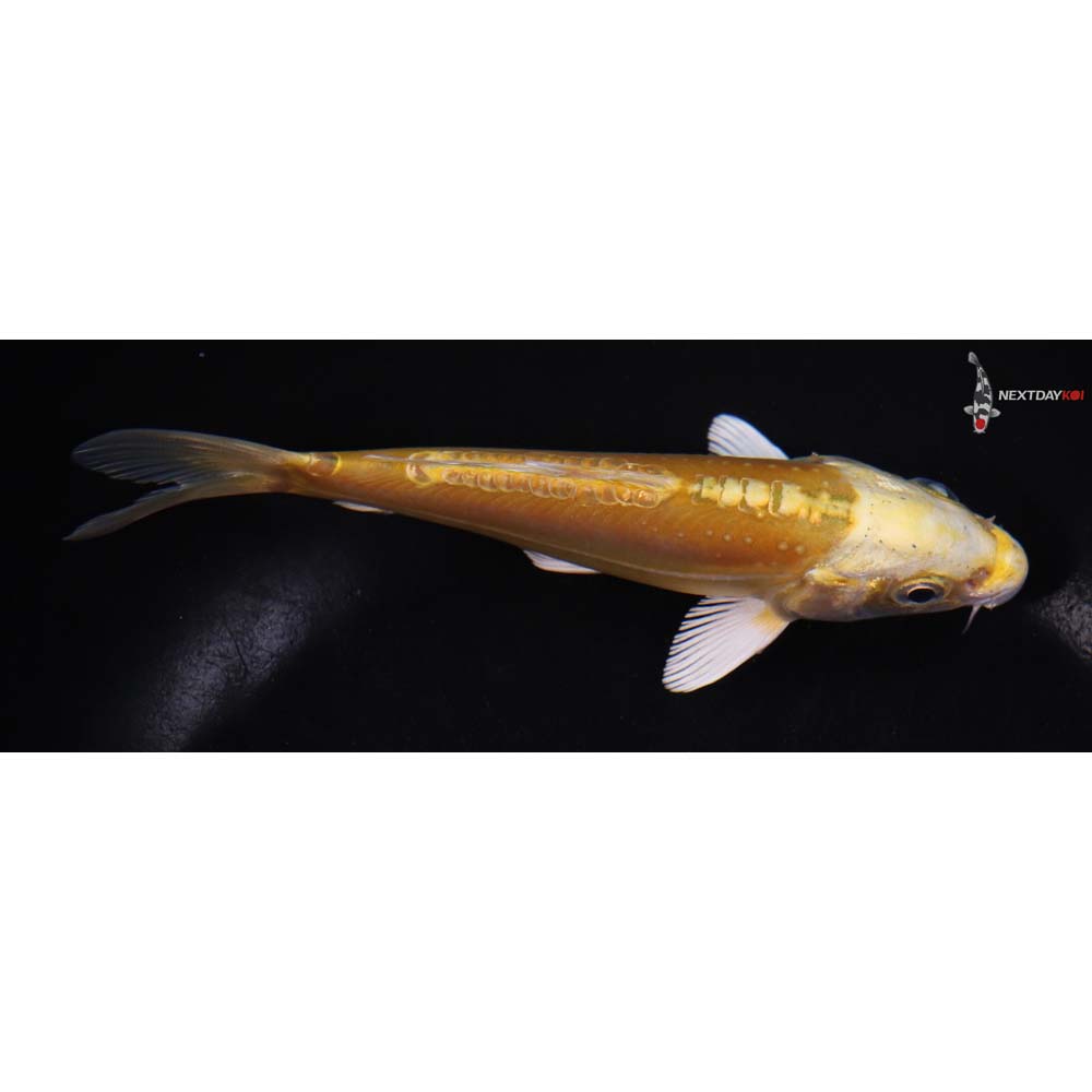 5.5” Imported Doitsu Yamabuki Ogon