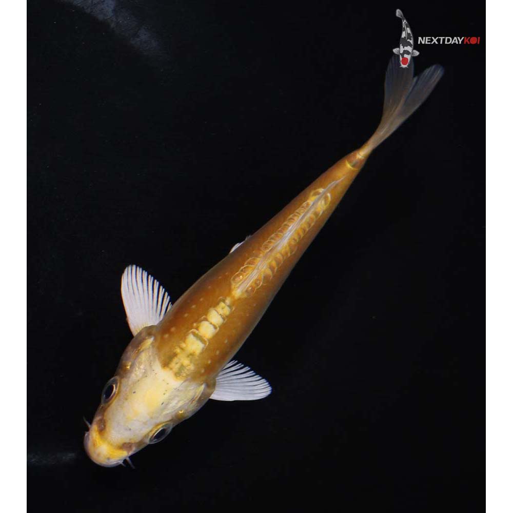 5.5” Imported Doitsu Yamabuki Ogon