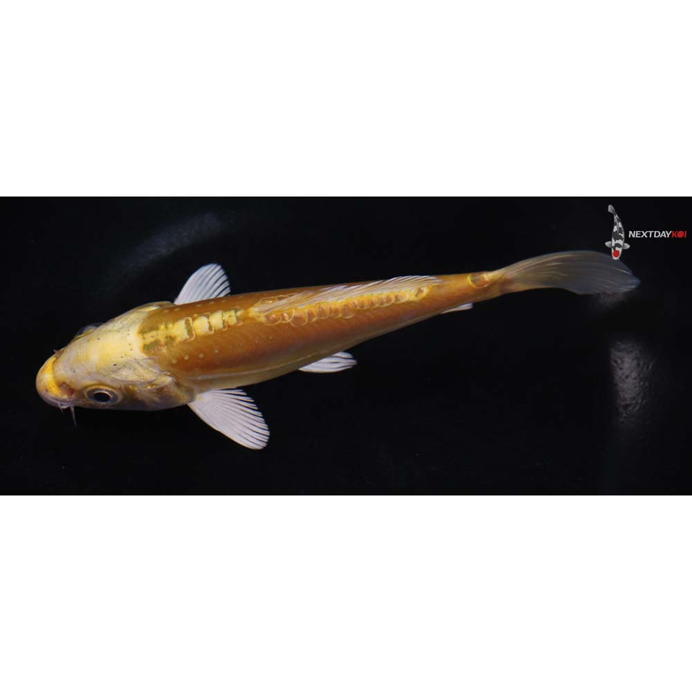 5.5” Imported Doitsu Yamabuki Ogon
