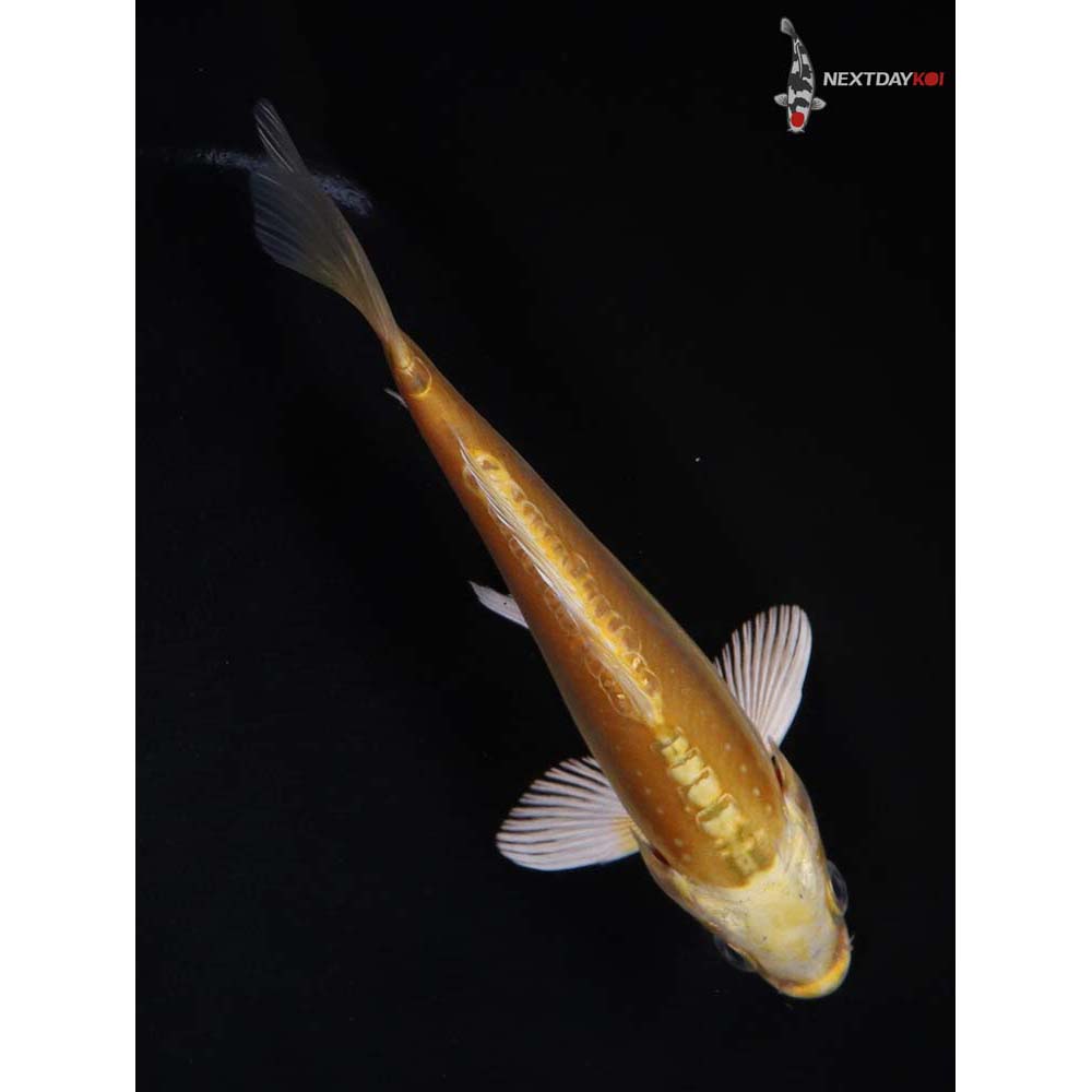 5.5” Imported Doitsu Yamabuki Ogon
