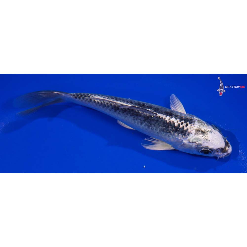5.5” Imported Gin Matsuba