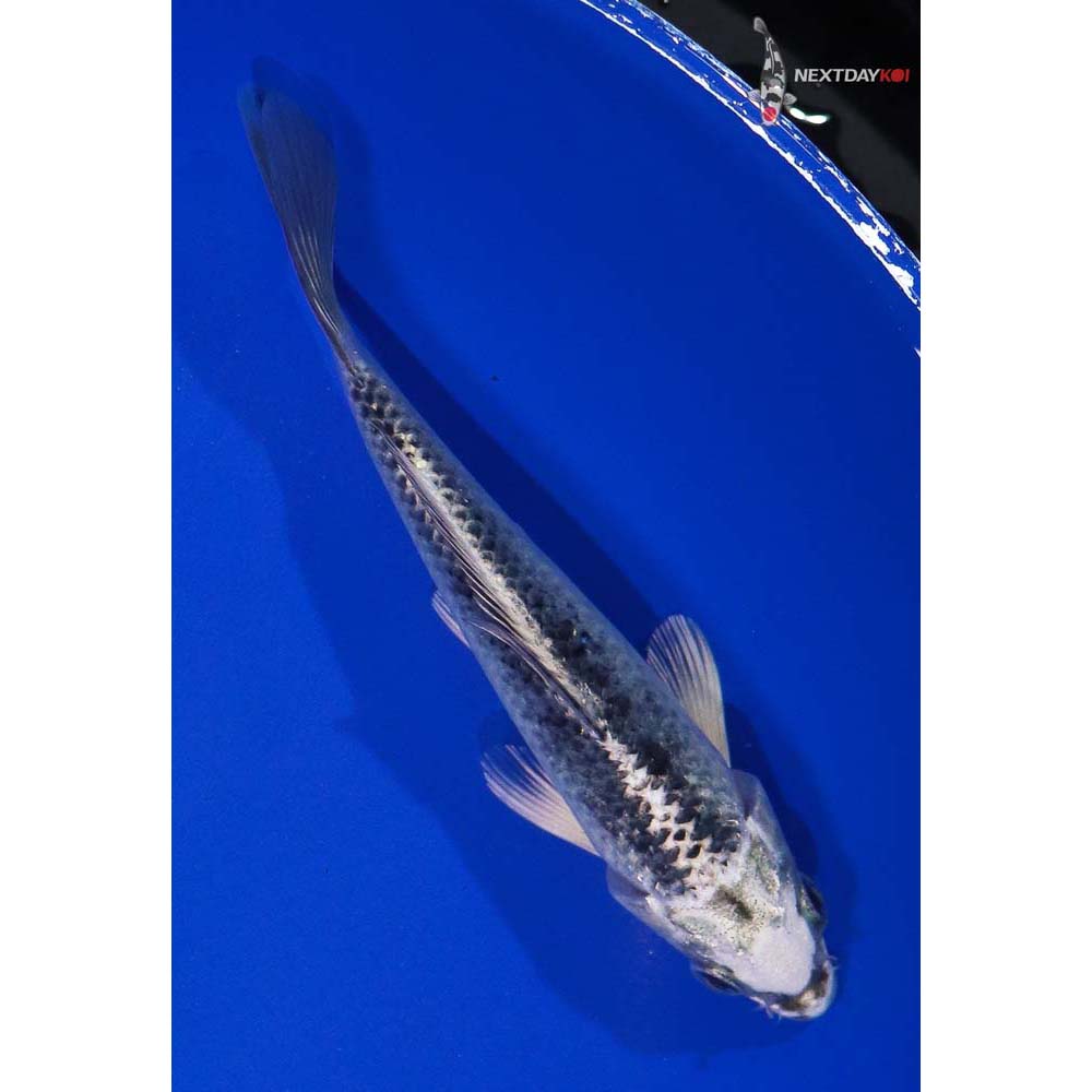 5.5” Imported Gin Matsuba