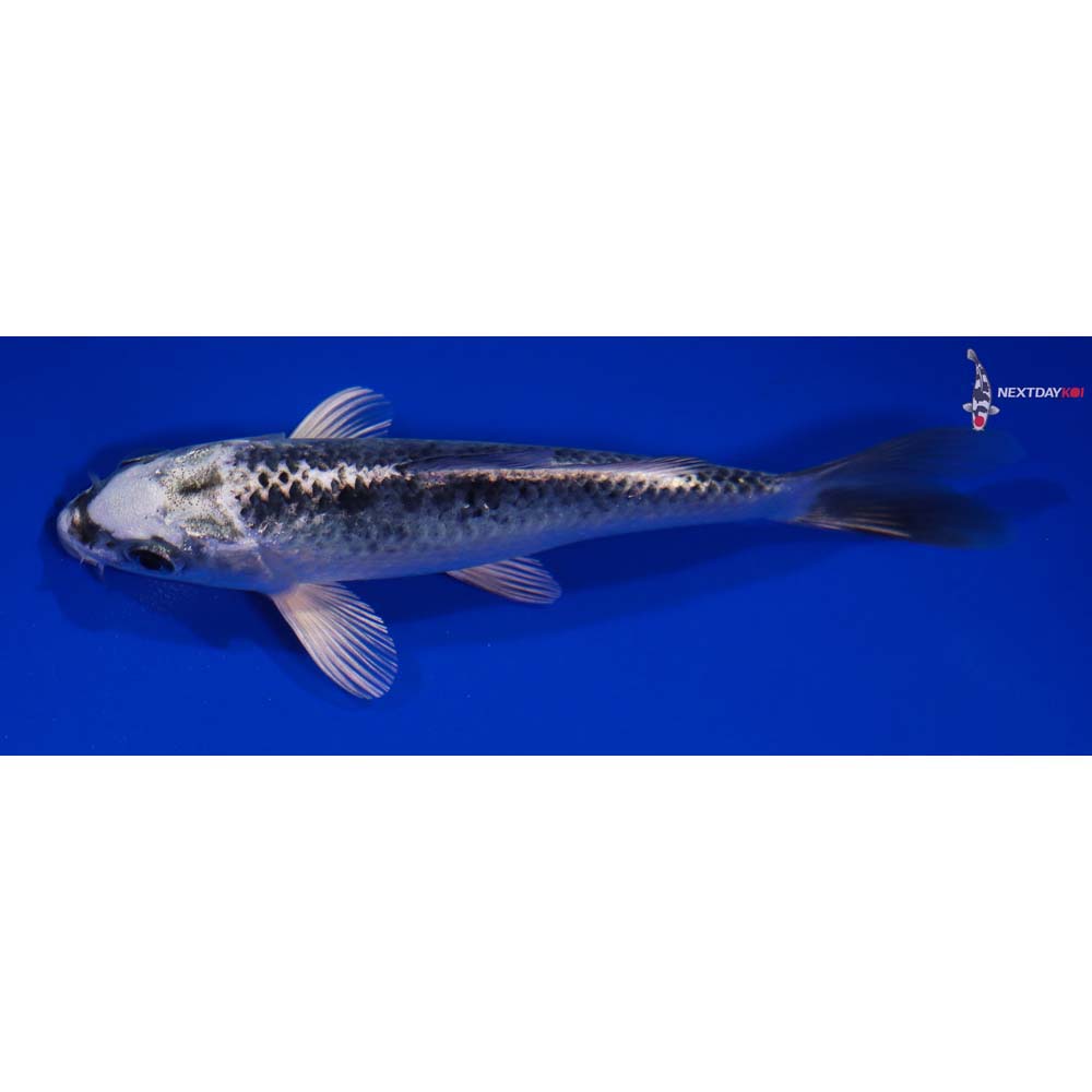 5.5” Imported Gin Matsuba
