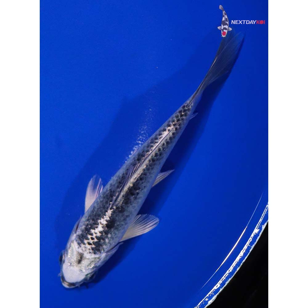 5.5” Imported Gin Matsuba