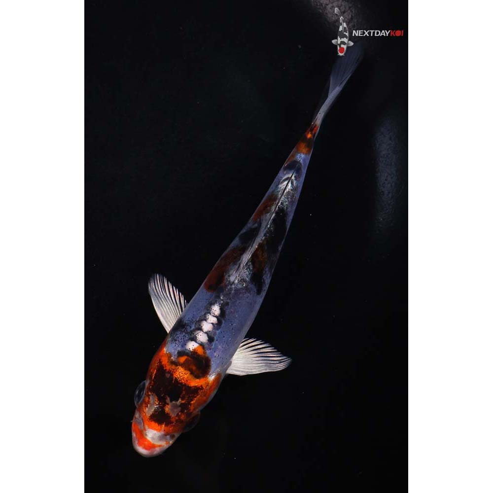 5.5” Imported Heisei Nishiki