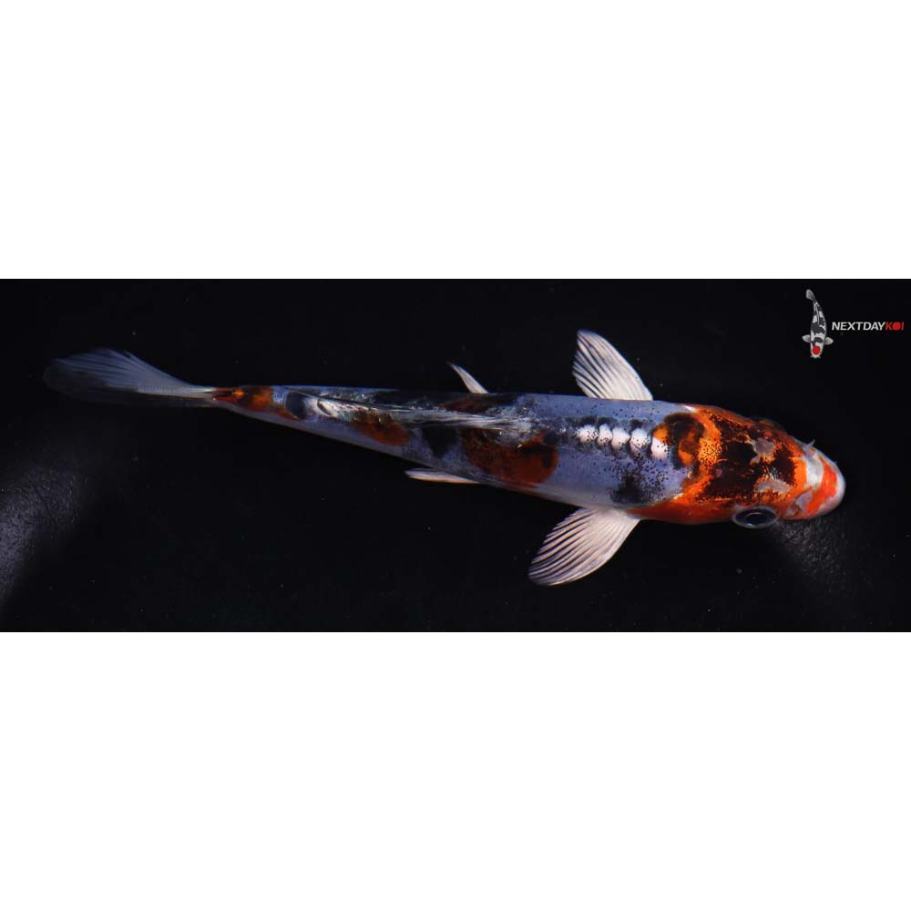5.5” Imported Heisei Nishiki