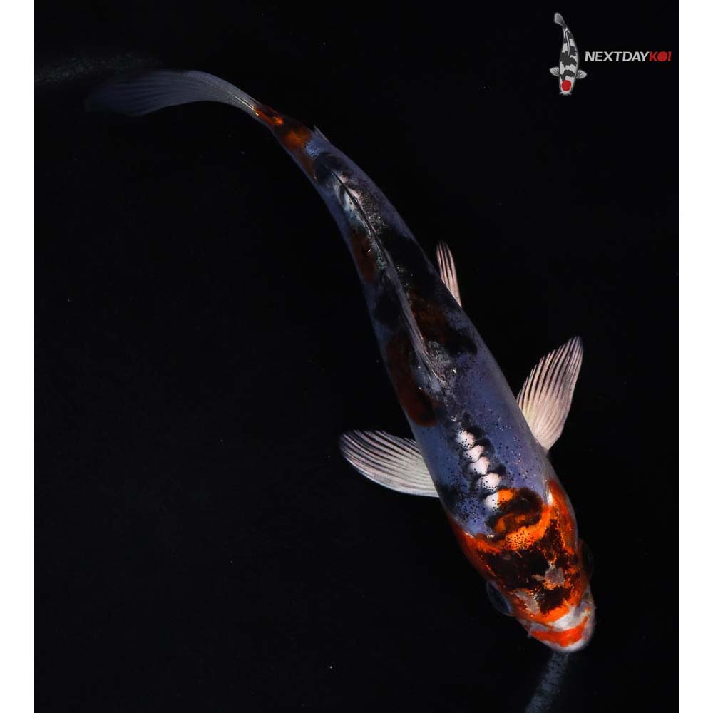 5.5” Imported Heisei Nishiki