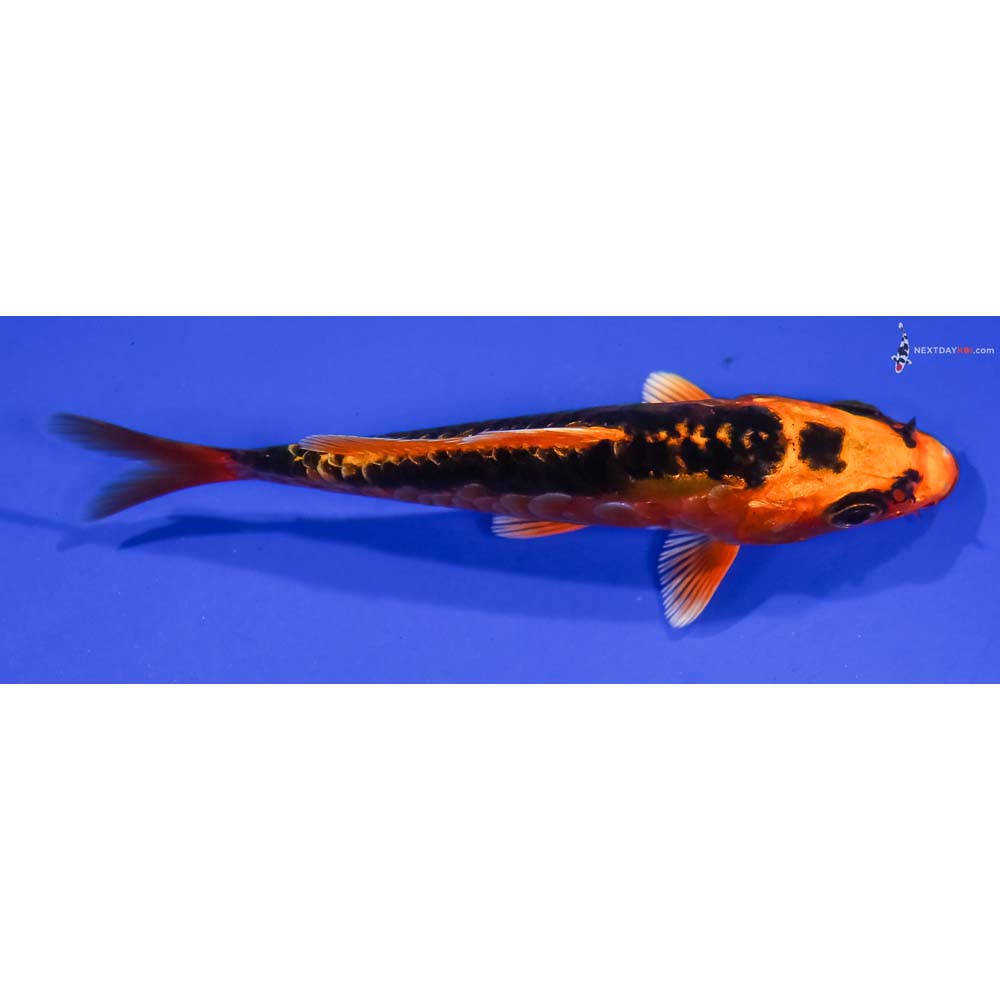 4” Imported Doitsu Orenji Matsuba