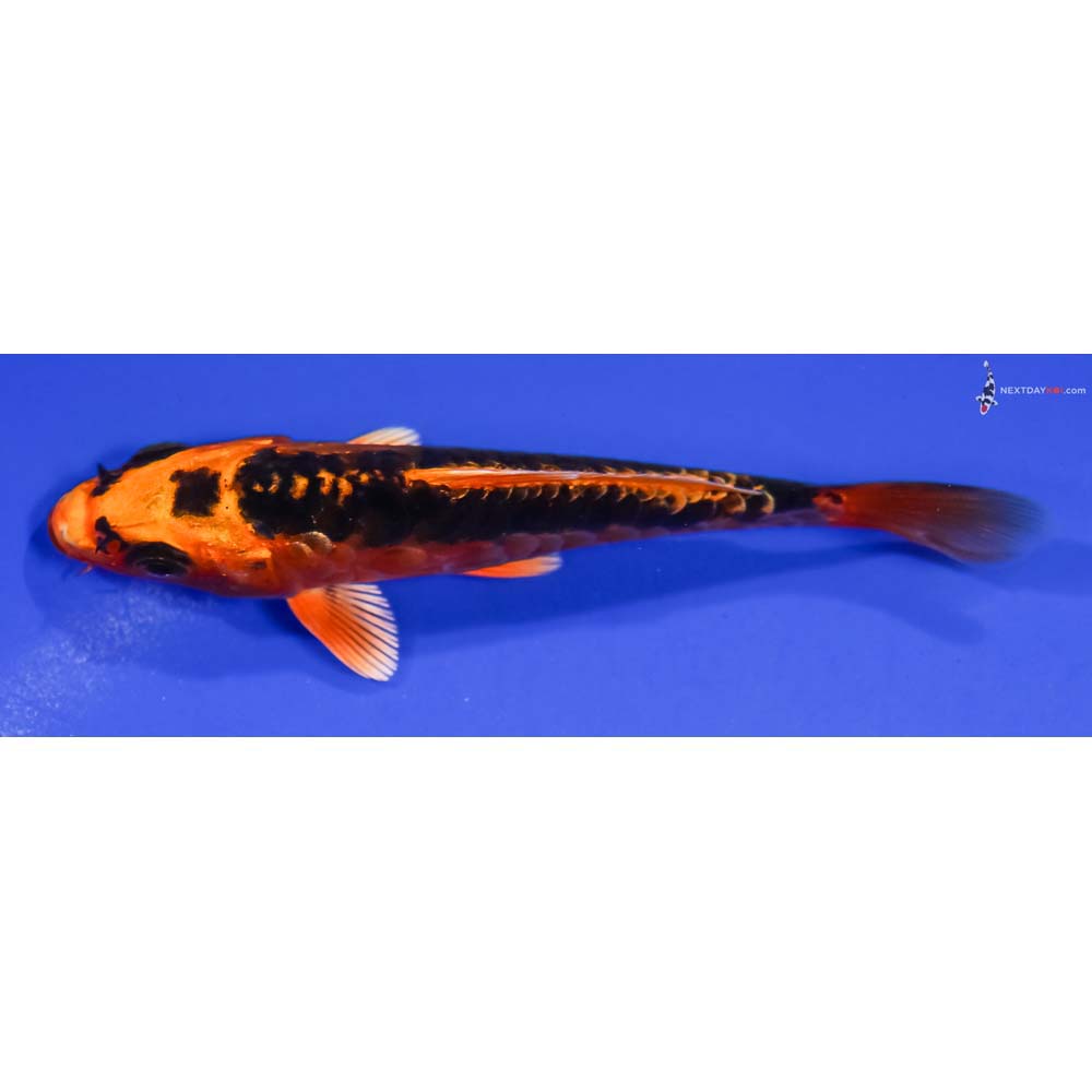 4” Imported Doitsu Orenji Matsuba