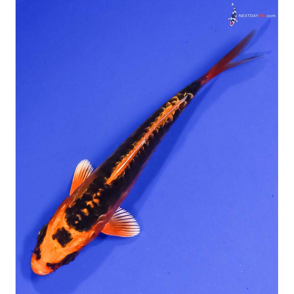 4” Imported Doitsu Orenji Matsuba
