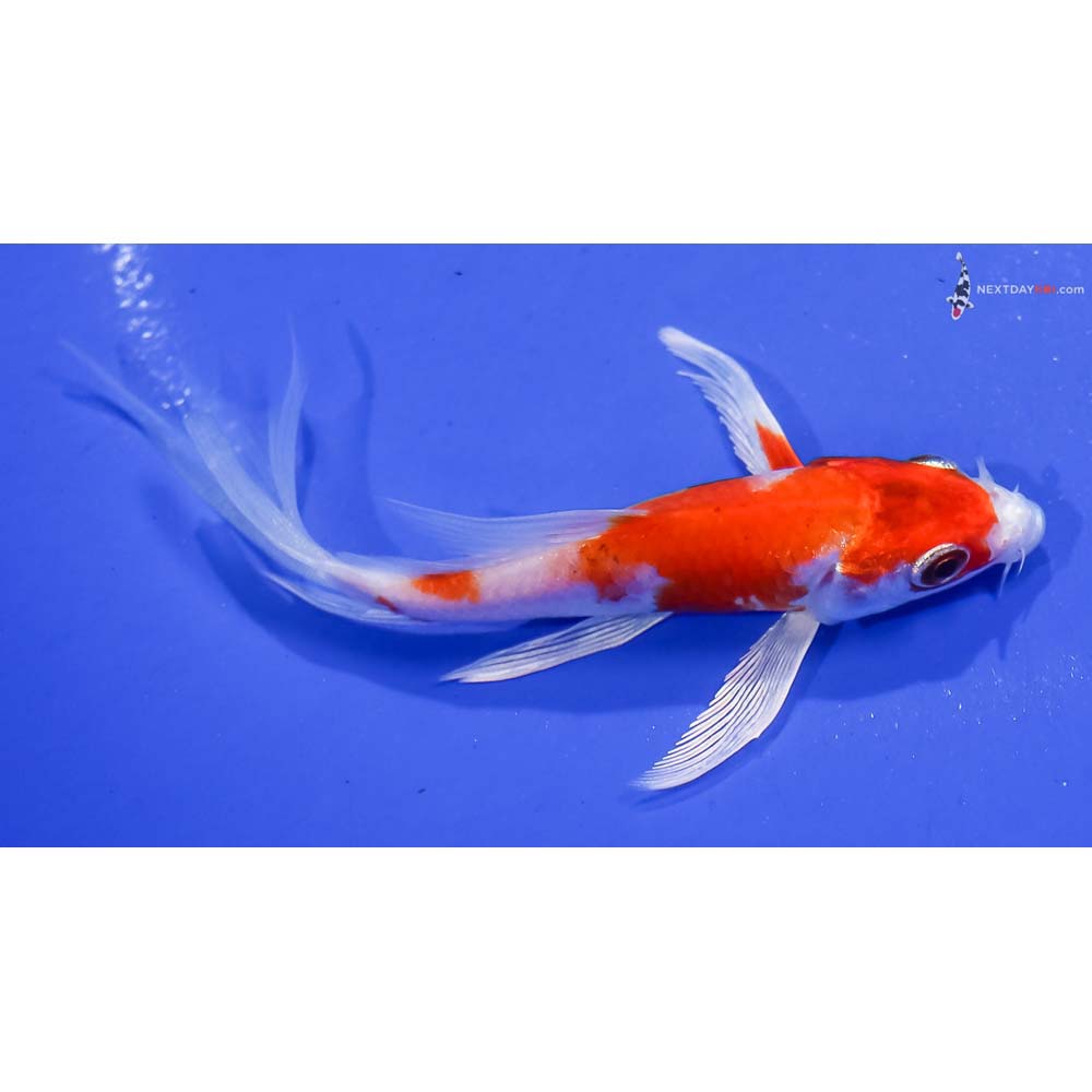 4.5” Imported Hariwake Butterfly Koi