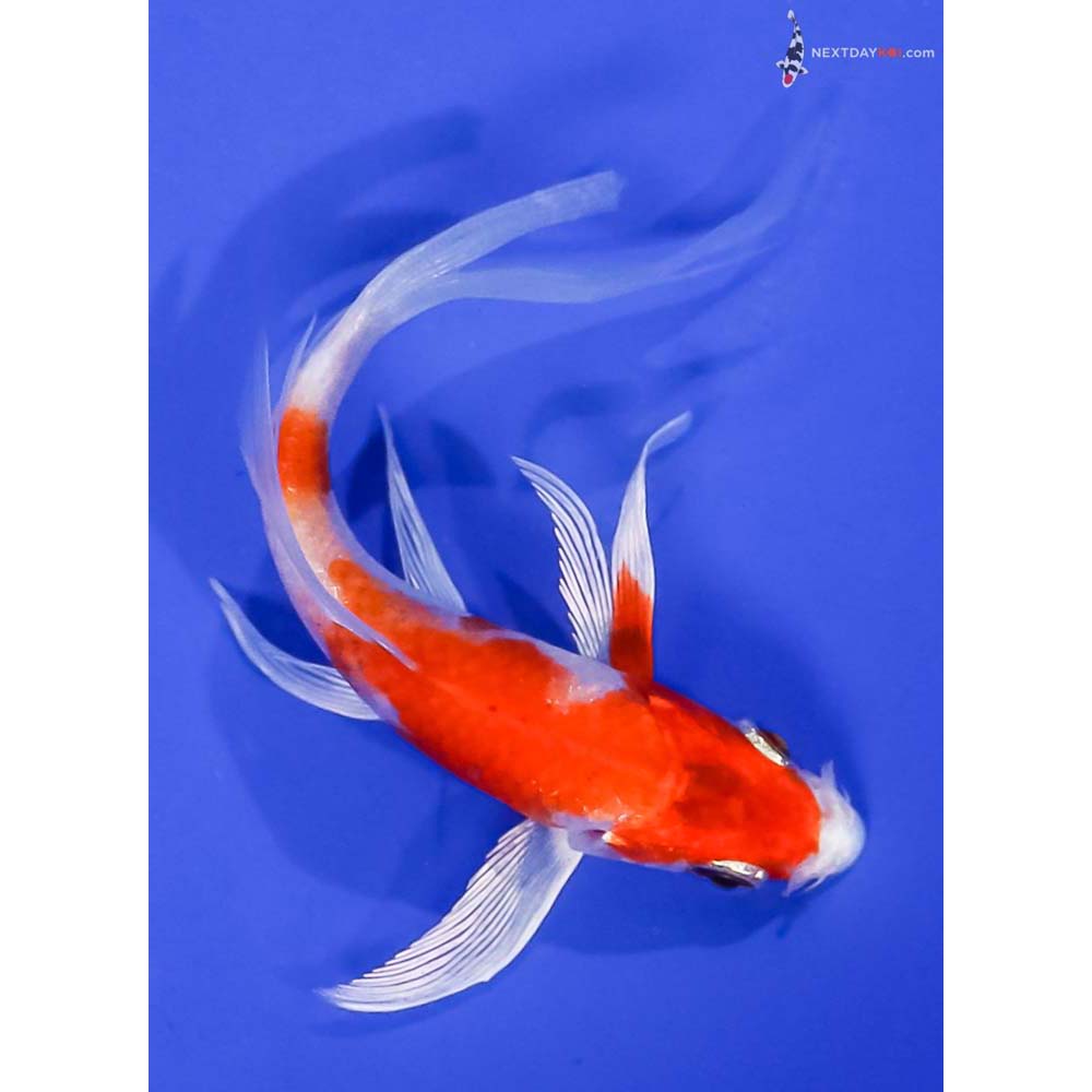 4.5” Imported Hariwake Butterfly Koi