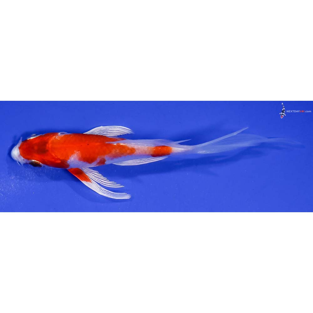 4.5” Imported Hariwake Butterfly Koi