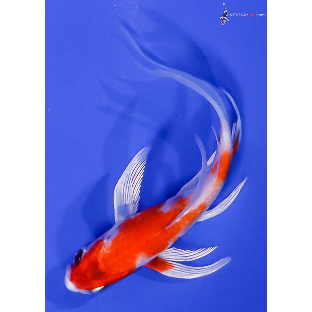4.5” Imported Hariwake Butterfly Koi