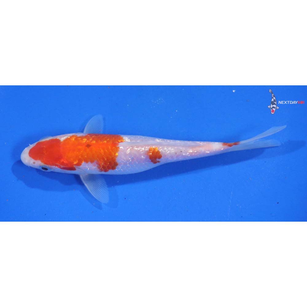 5.5” Imported Gin Rin Kohaku