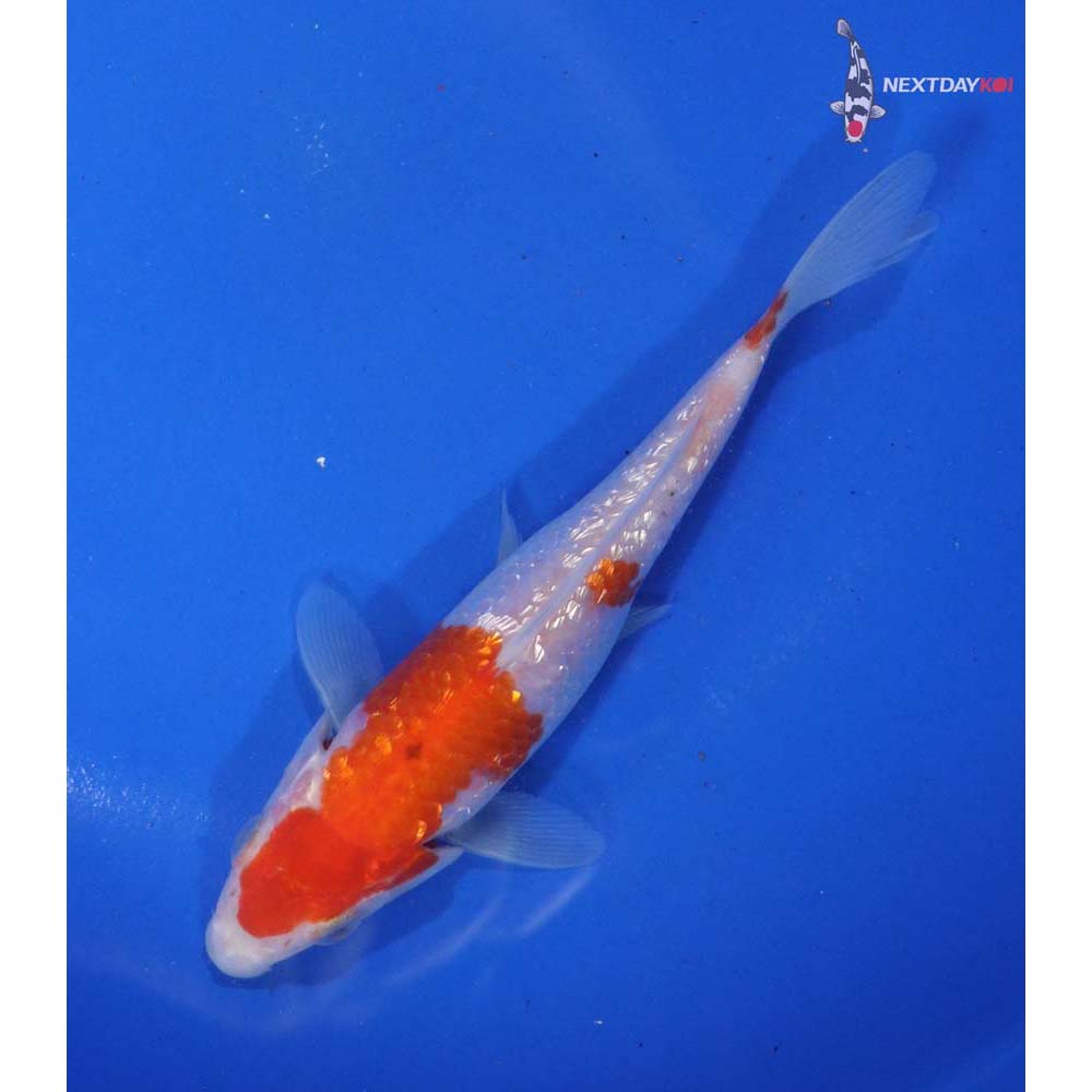 5.5” Imported Gin Rin Kohaku