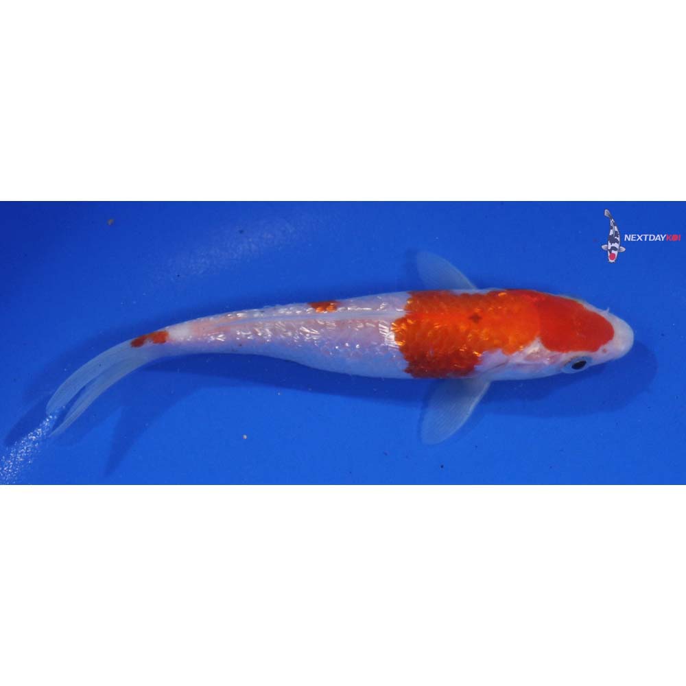 5.5” Imported Gin Rin Kohaku