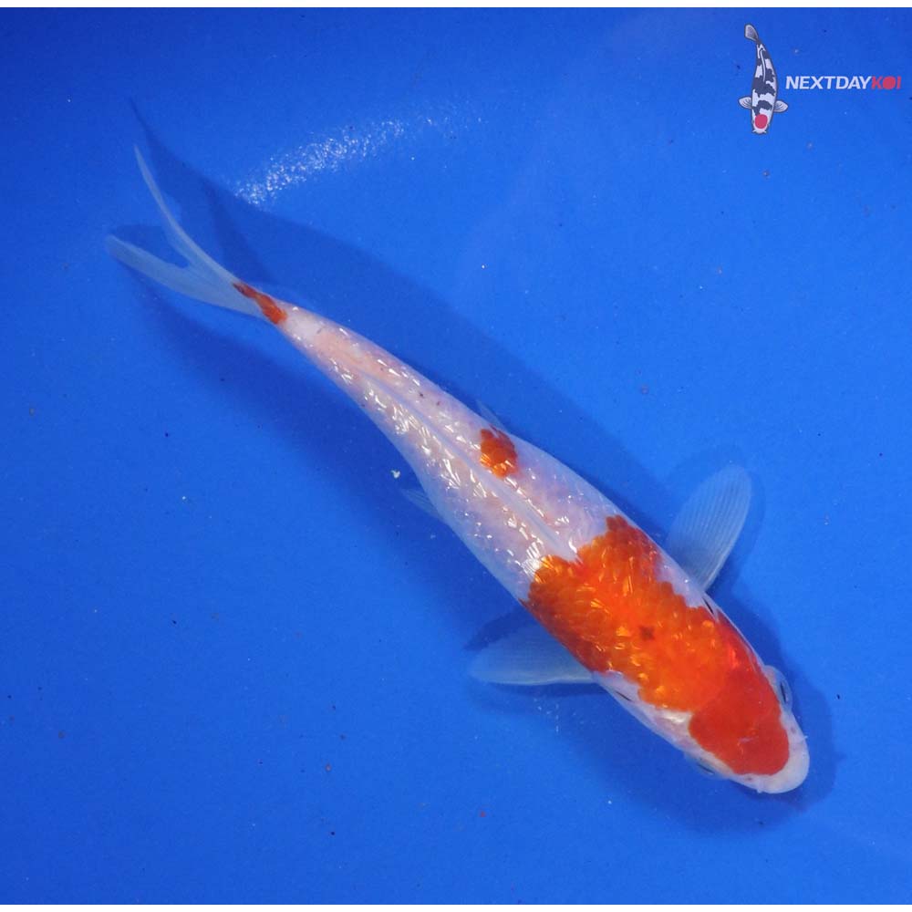 5.5” Imported Gin Rin Kohaku