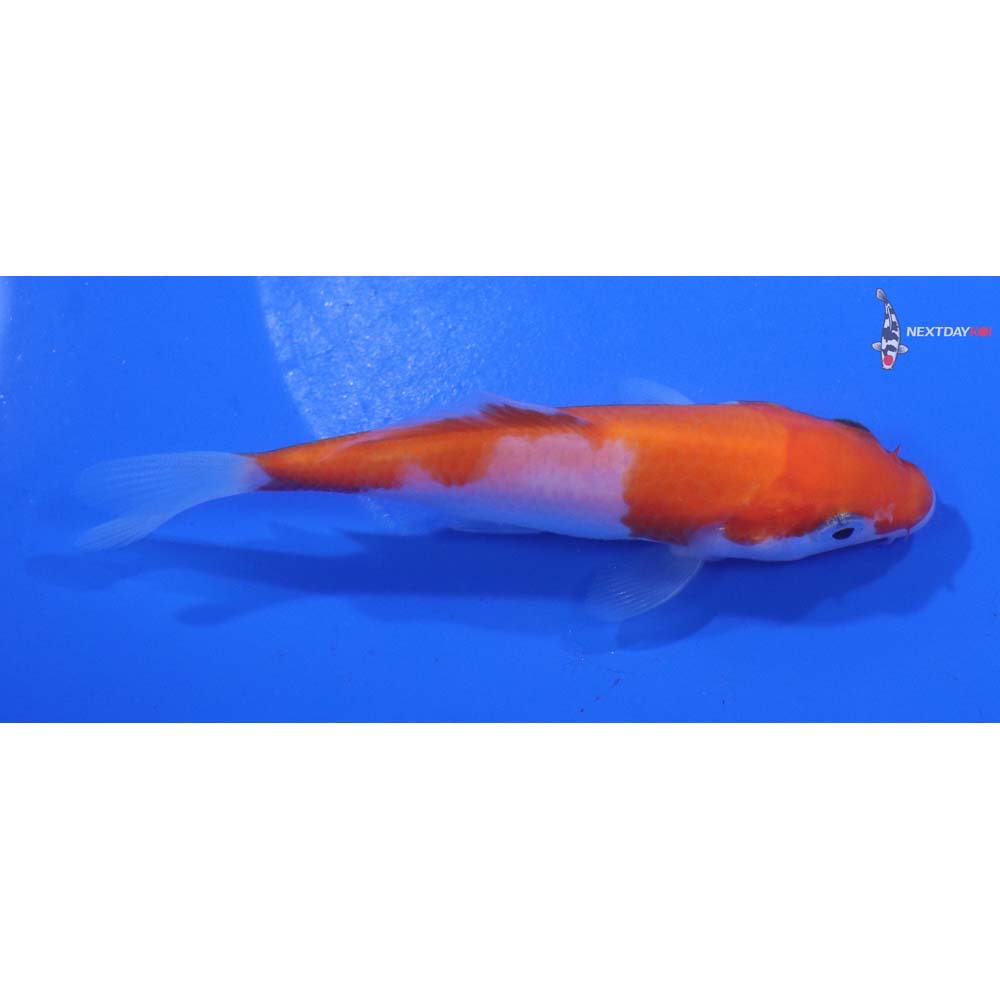 4” Imported Kohaku