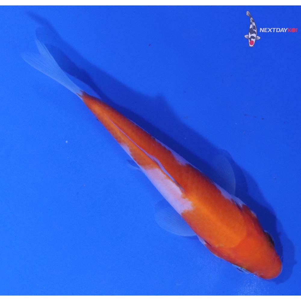 4” Imported Kohaku