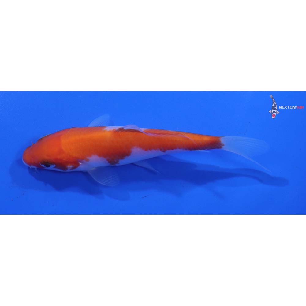 4” Imported Kohaku