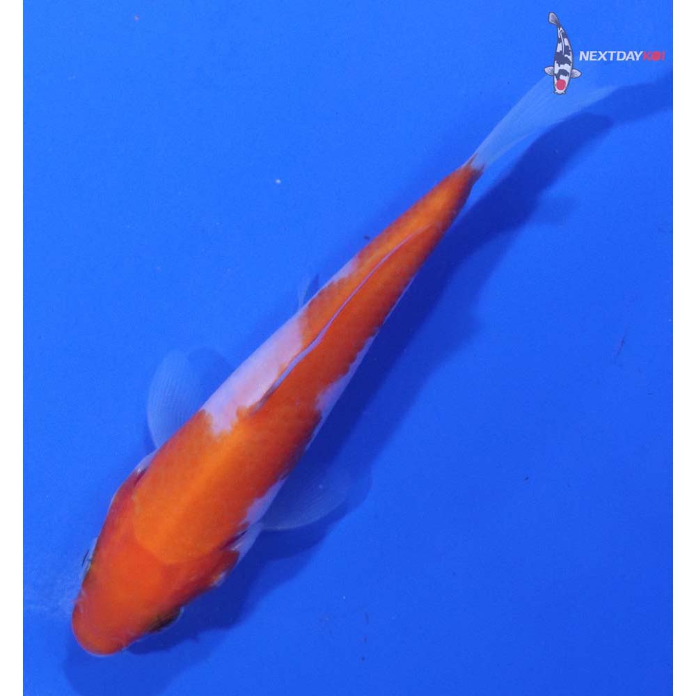 4” Imported Kohaku