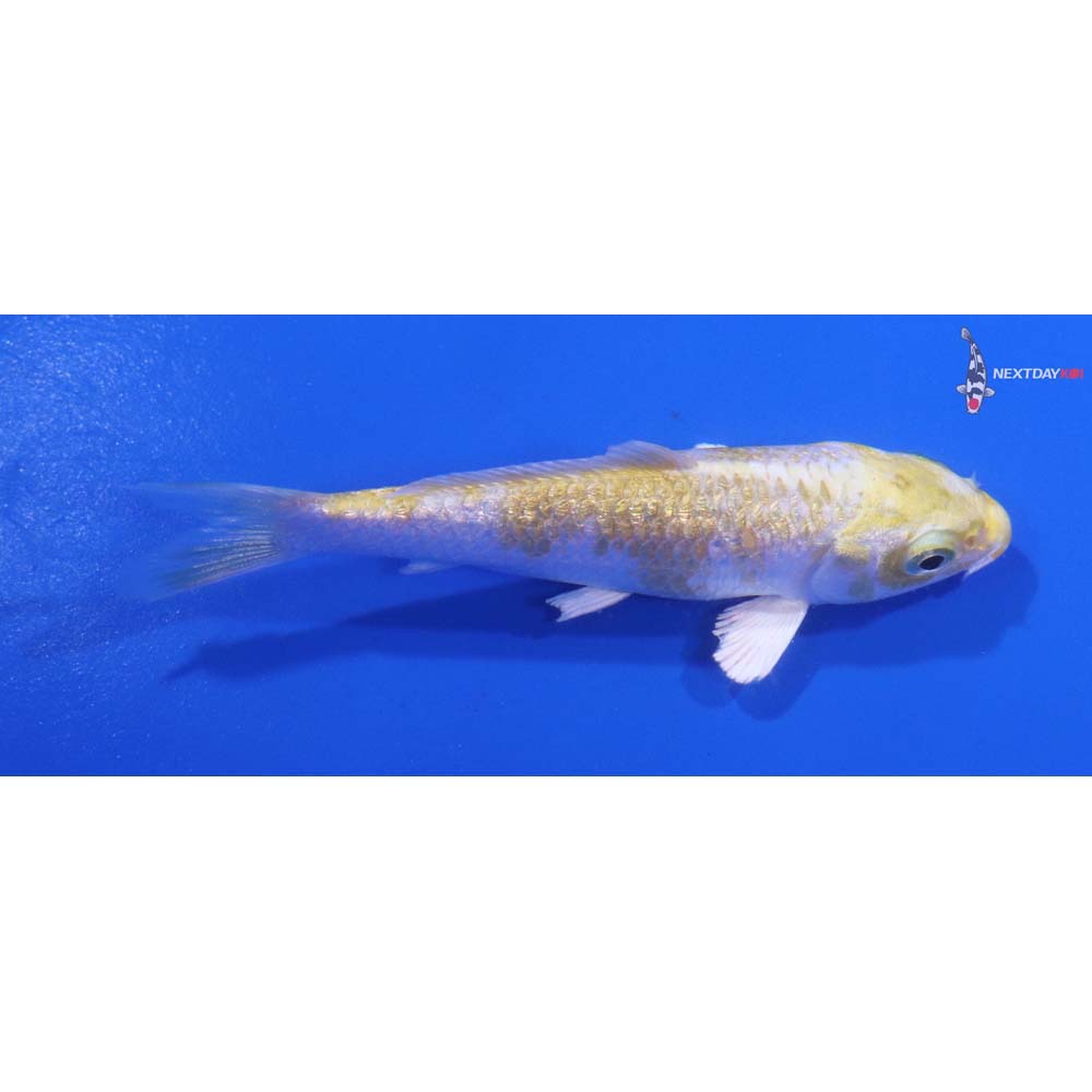 3.5” Imported Gin Rin Lemon Hariwake