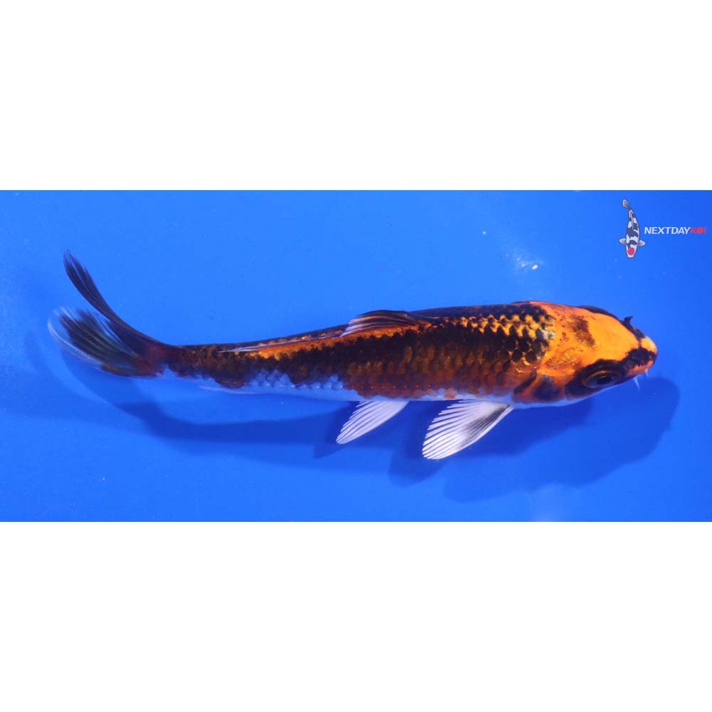4.5” Imported Kujaku