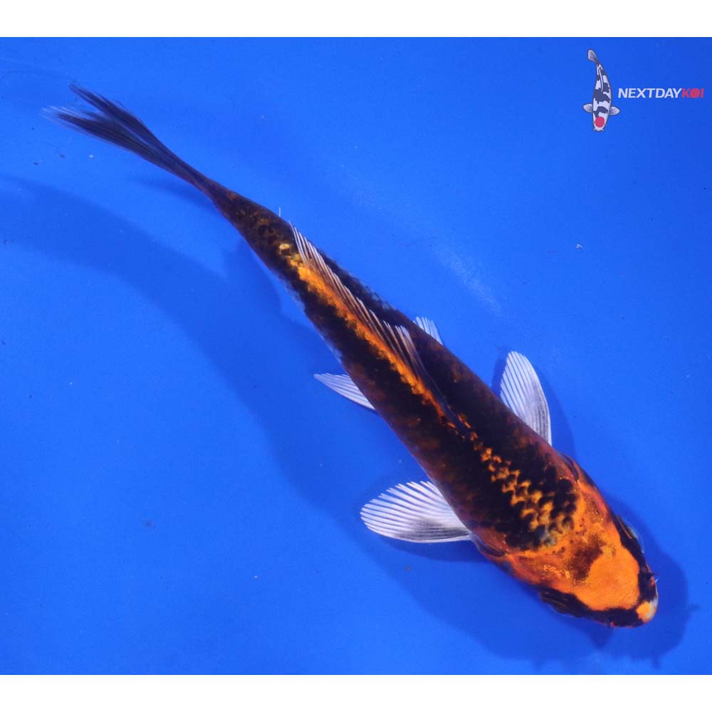 4.5” Imported Kujaku