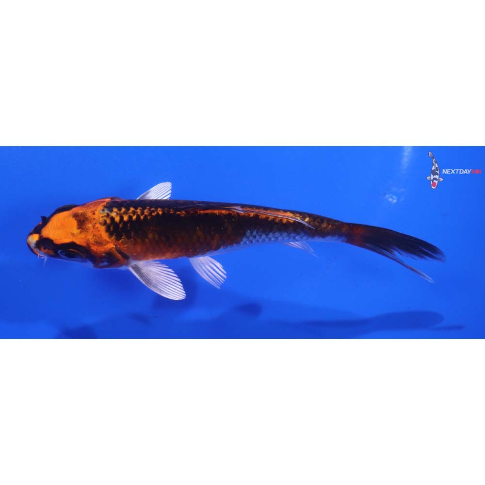 4.5” Imported Kujaku