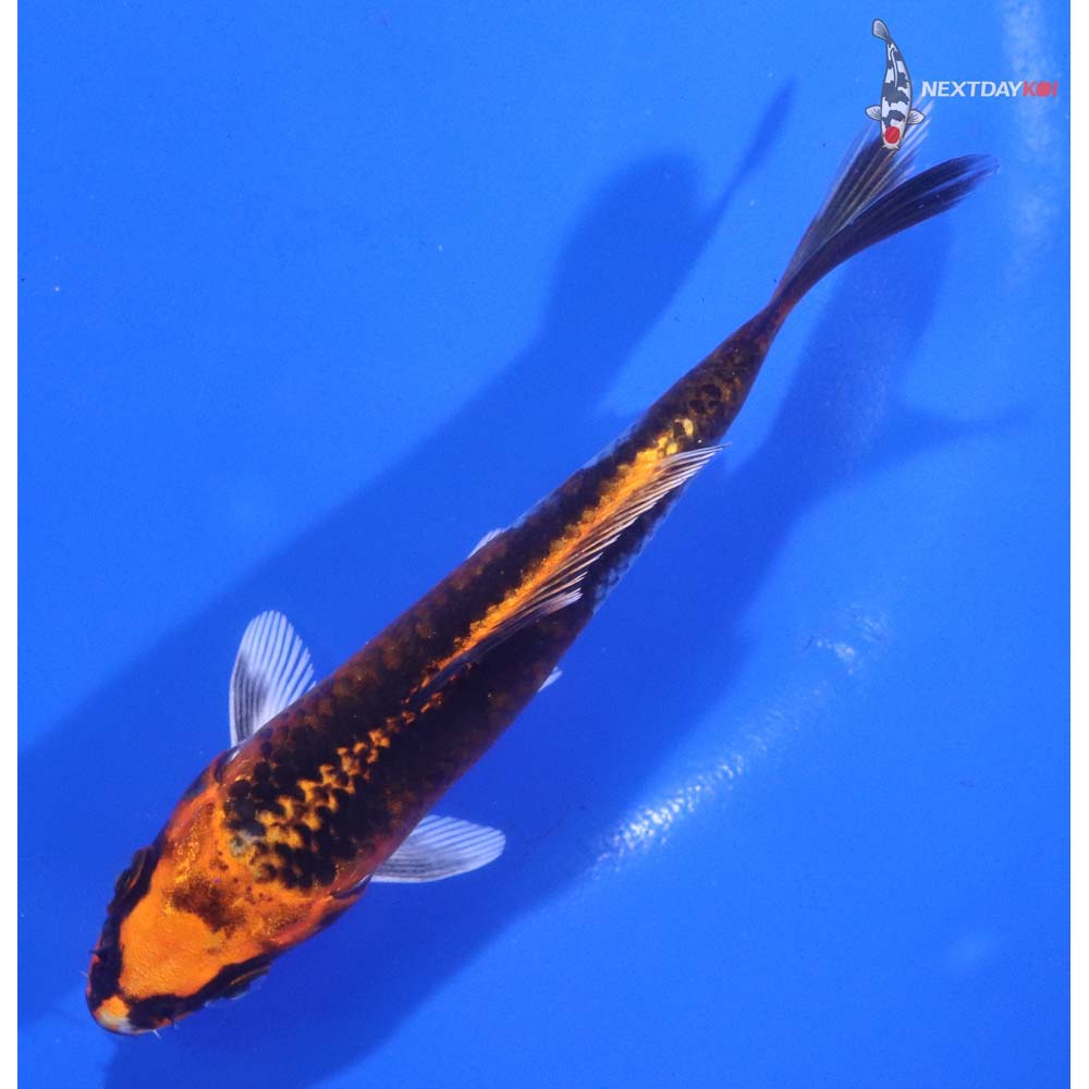 4.5” Imported Kujaku