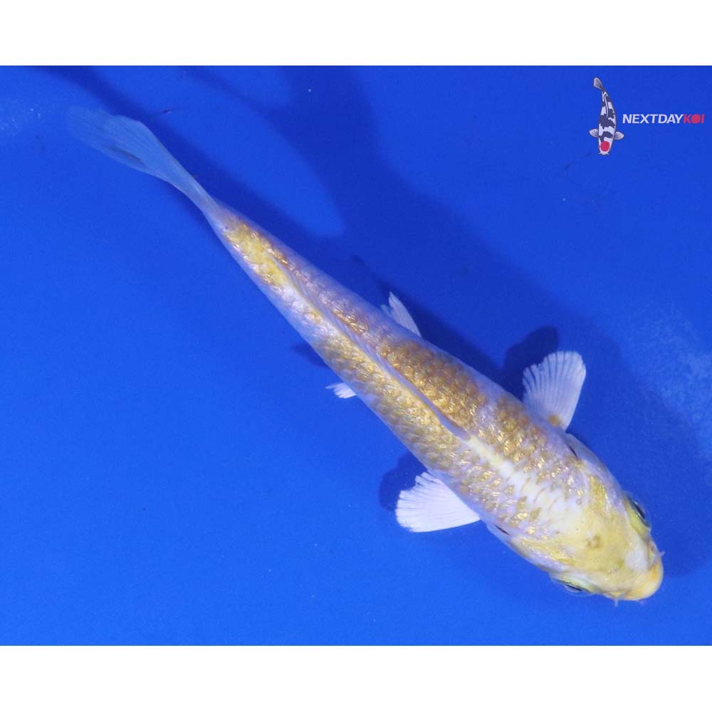 3.5” Imported Gin Rin Lemon Hariwake