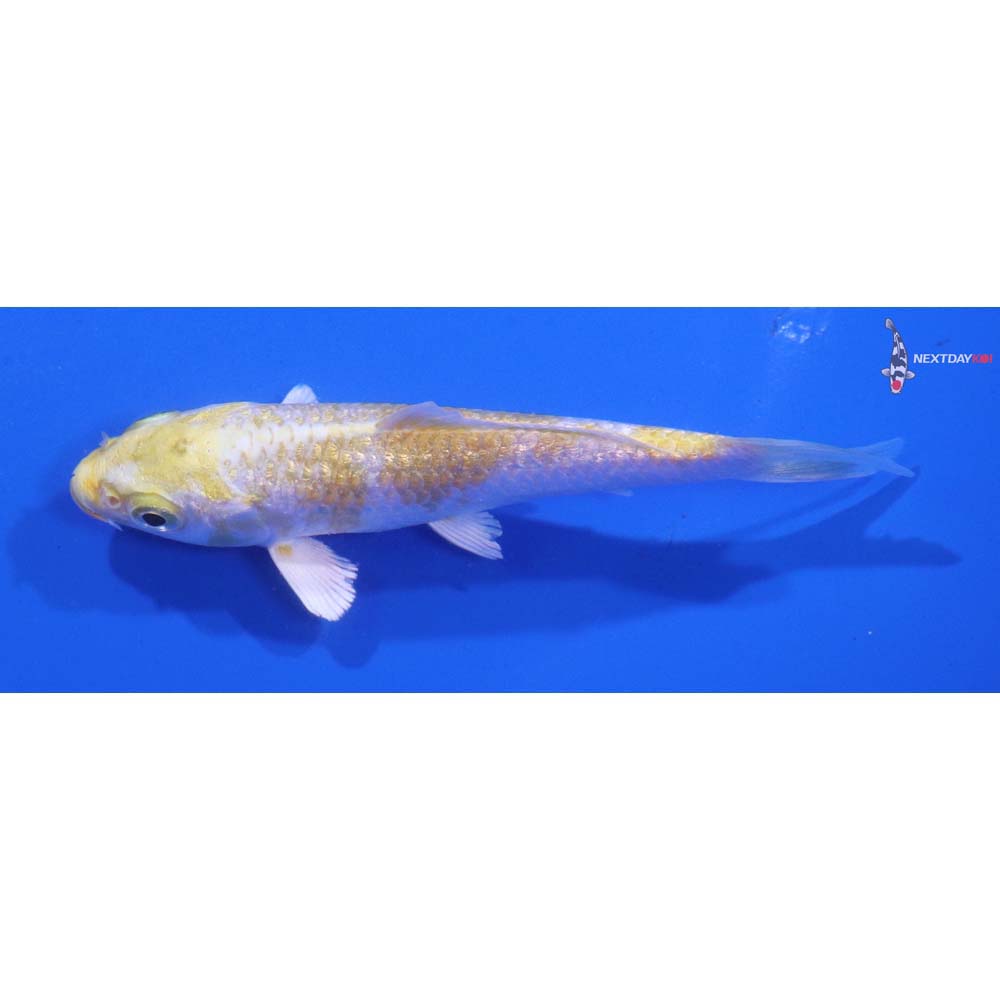 3.5” Imported Gin Rin Lemon Hariwake