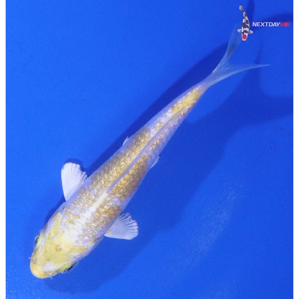3.5” Imported Gin Rin Lemon Hariwake