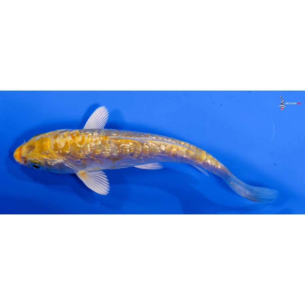 4” Imported Armor Scaled Gin Rin Lemon Hariwake