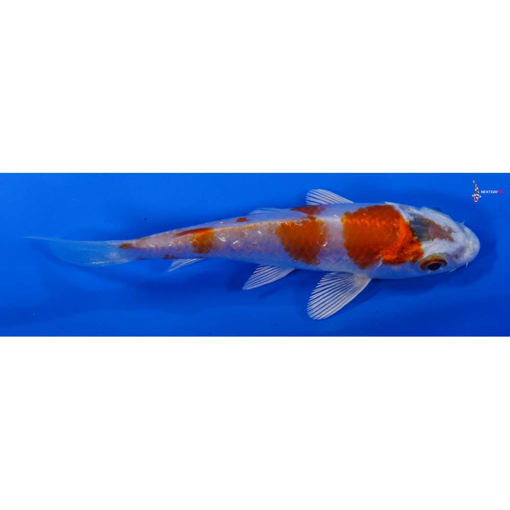 3.5” Imported Hariwake