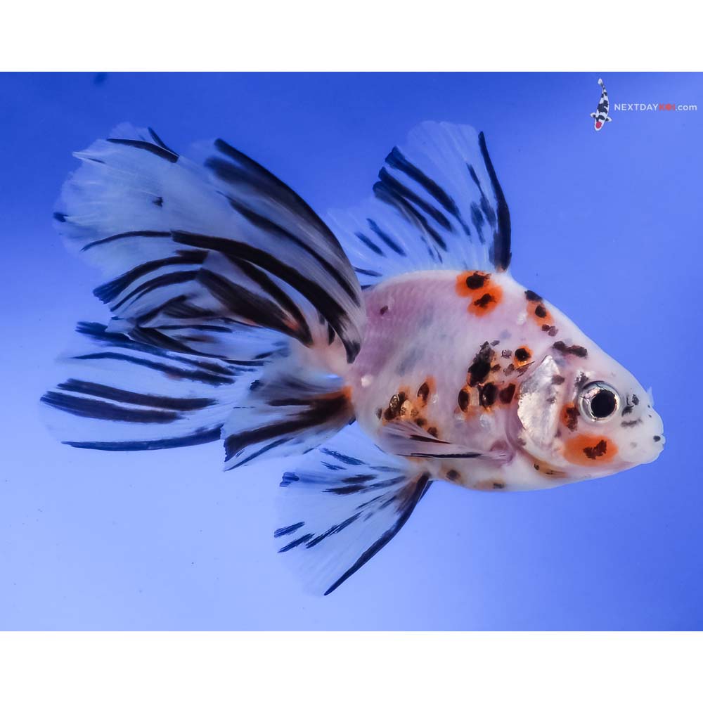 4.5” Imported Calico Butterfly Tail
