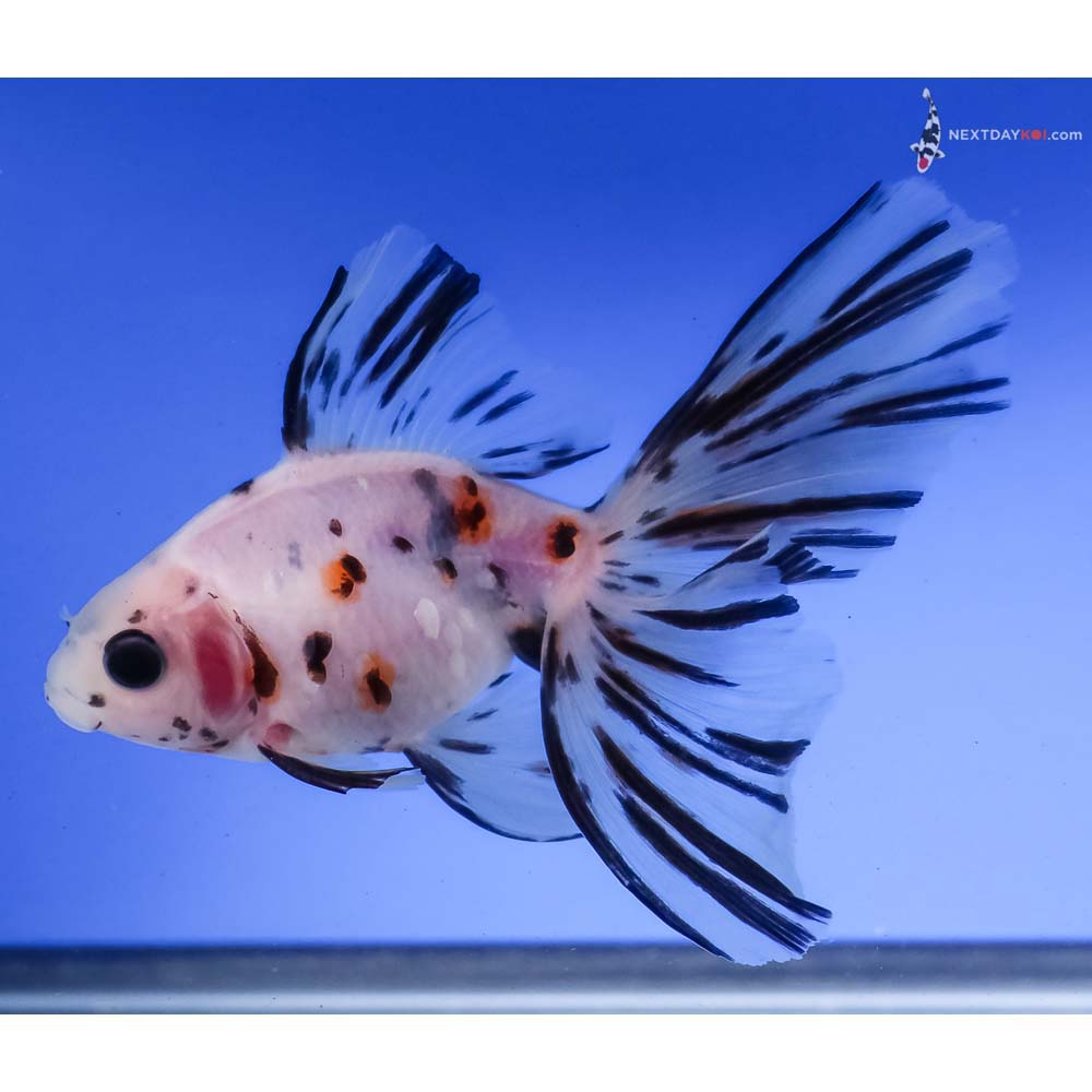 4.5” Imported Calico Butterfly Tail