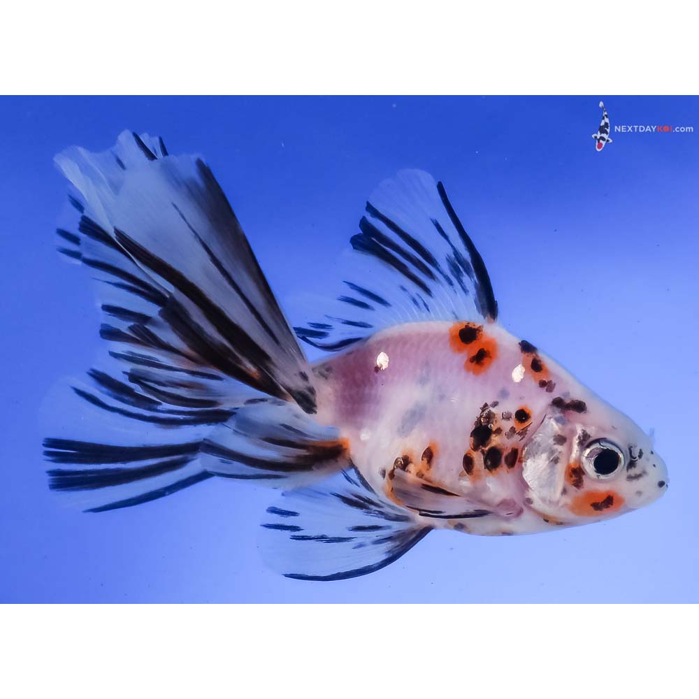 4.5” Imported Calico Butterfly Tail