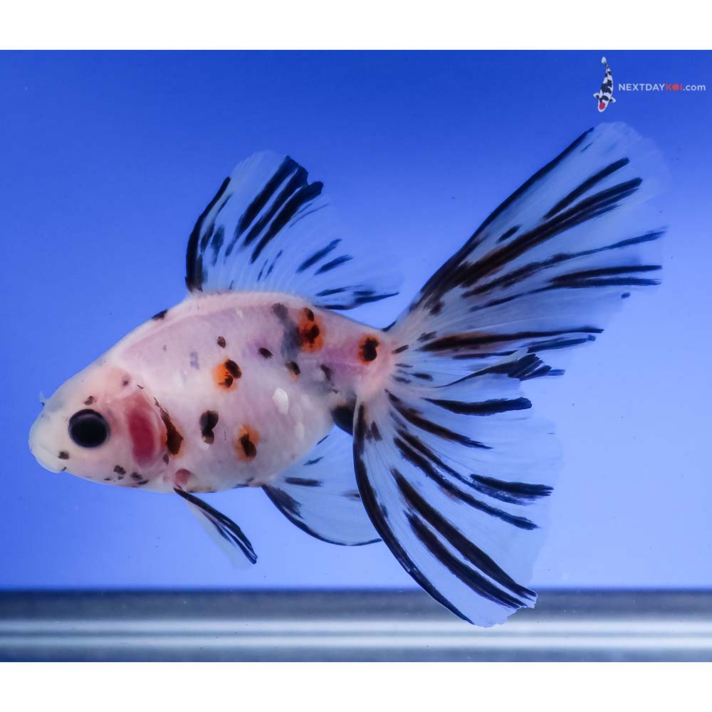 4.5” Imported Calico Butterfly Tail