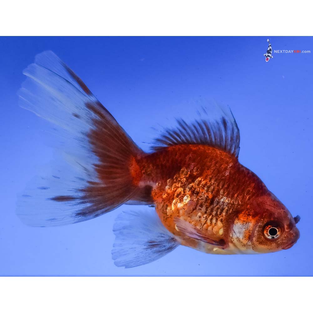 4” Imported Calico Fantail