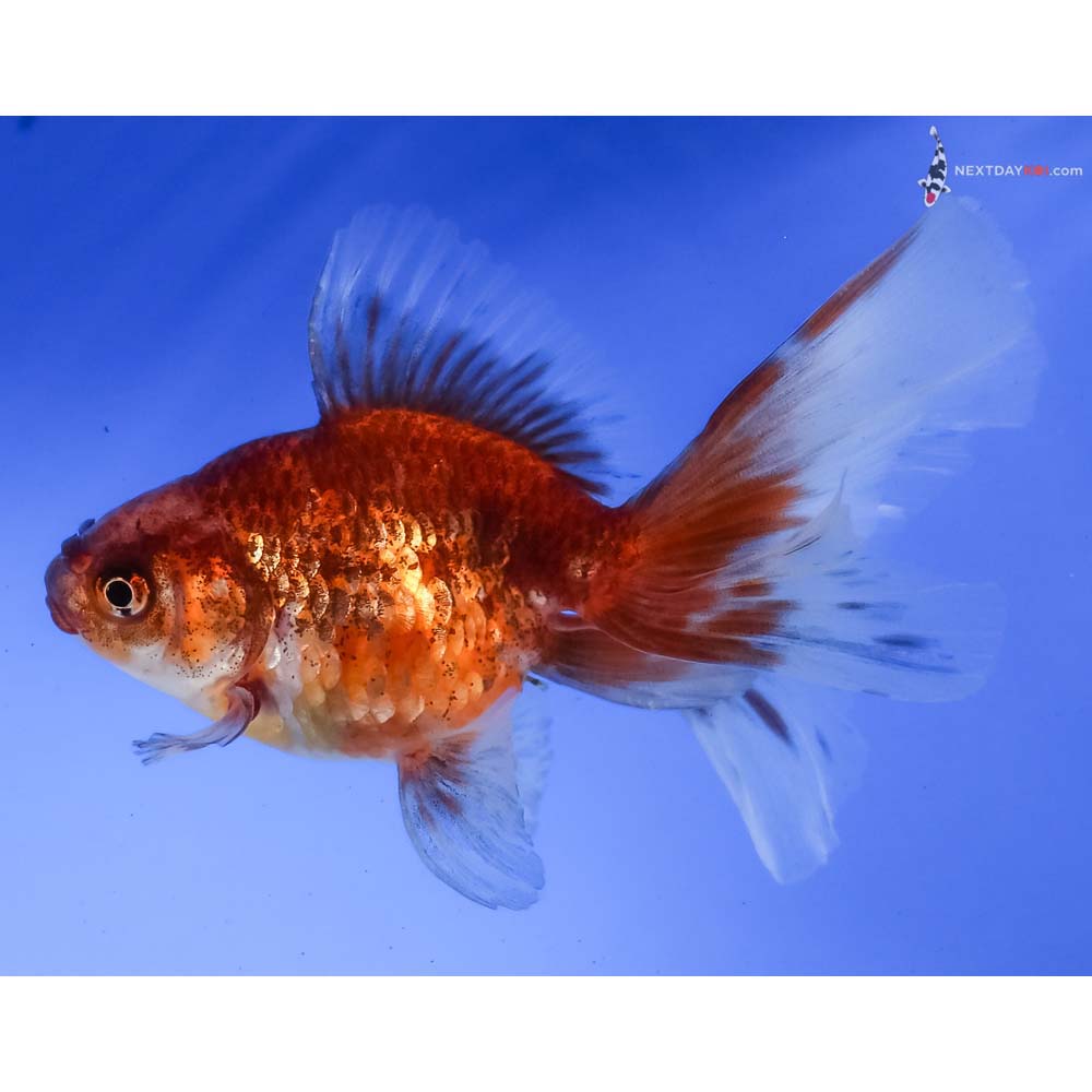 4” Imported Calico Fantail