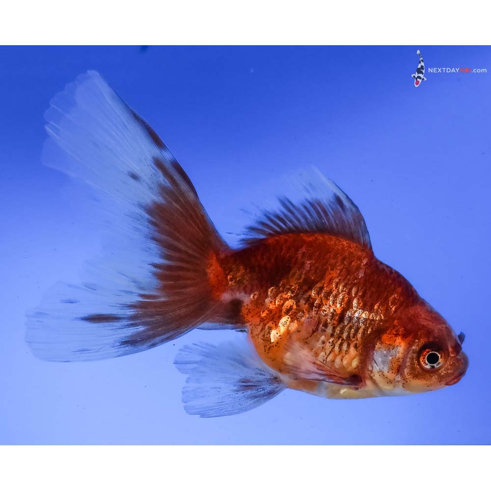 4” Imported Calico Fantail