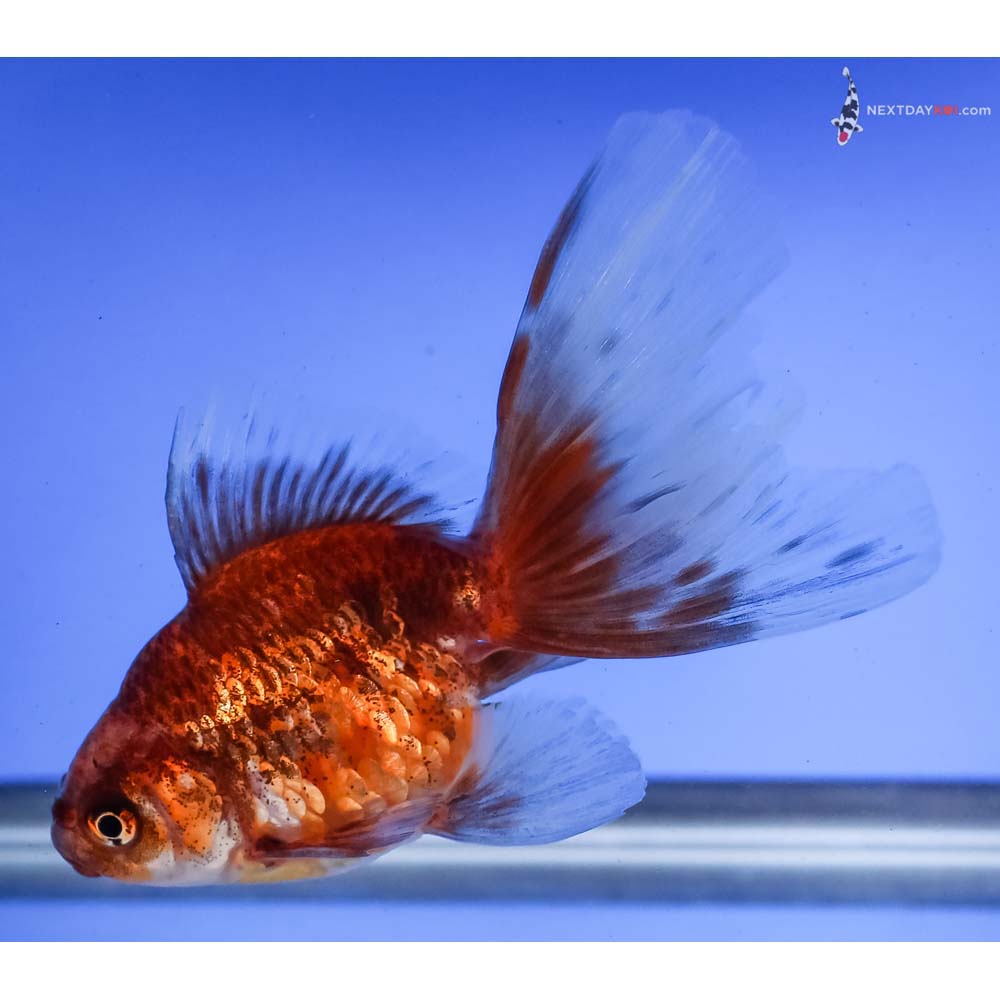 4” Imported Calico Fantail