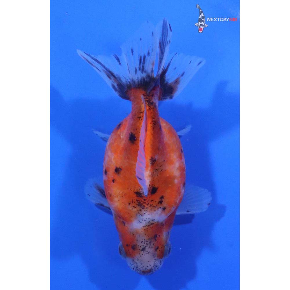 4.5” Imported Calico Pearlscale