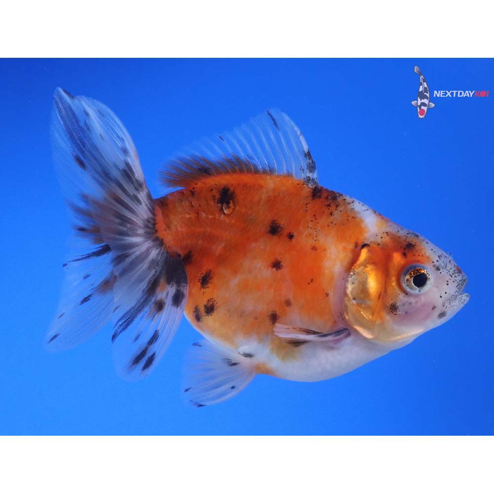 4.5” Imported Calico Pearlscale