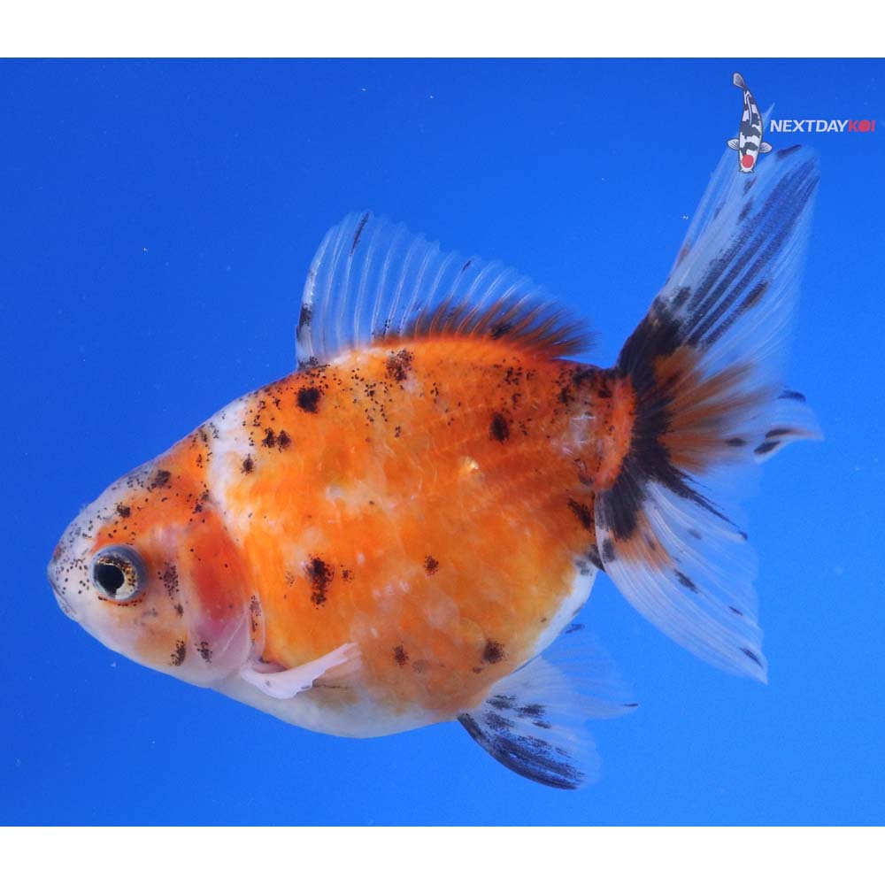 4.5” Imported Calico Pearlscale