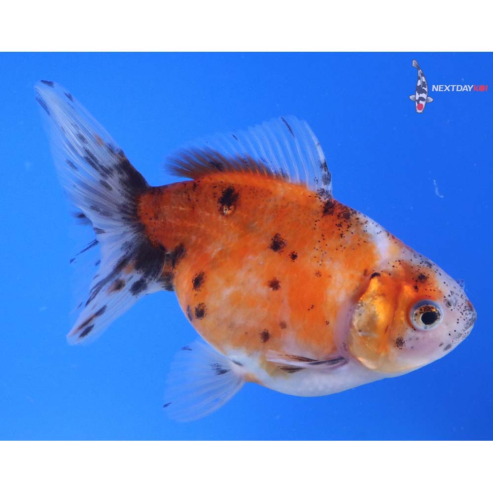 4.5” Imported Calico Pearlscale