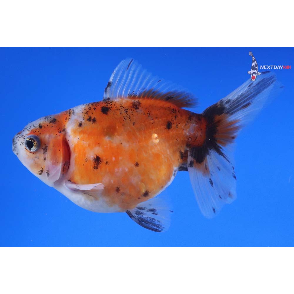 4.5” Imported Calico Pearlscale